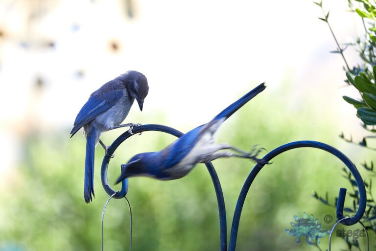 California Scrub Jays