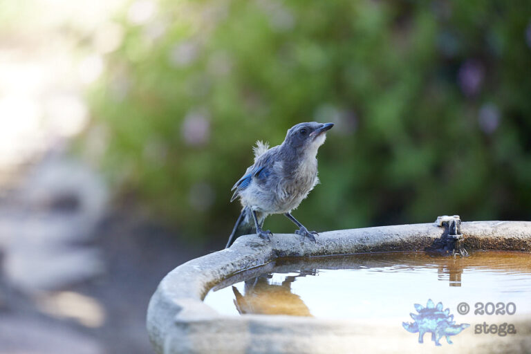 California Scrub Jay