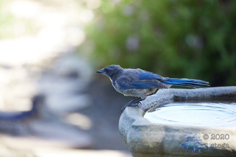 California Scrub Jay