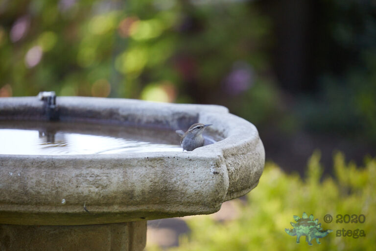 Bewick’s Wren