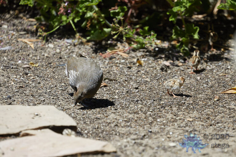 California Quail