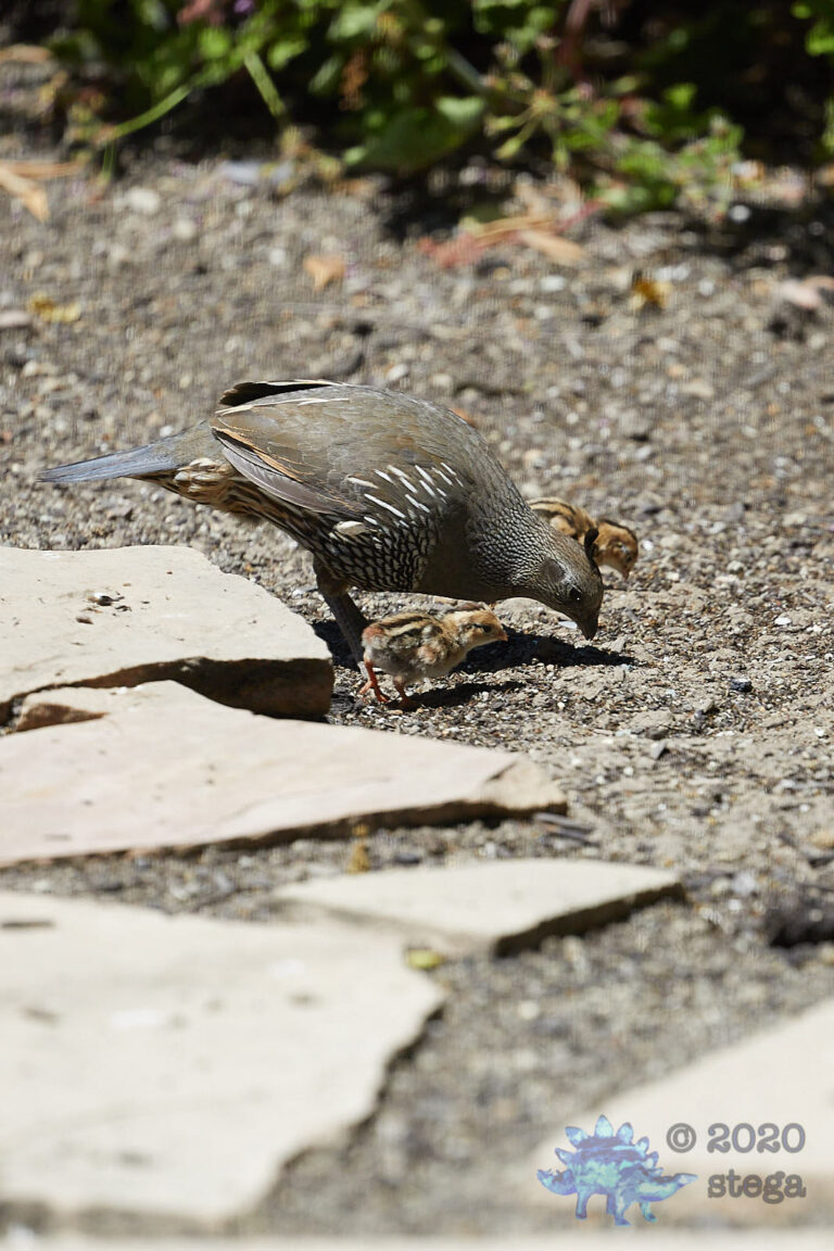 California Quail