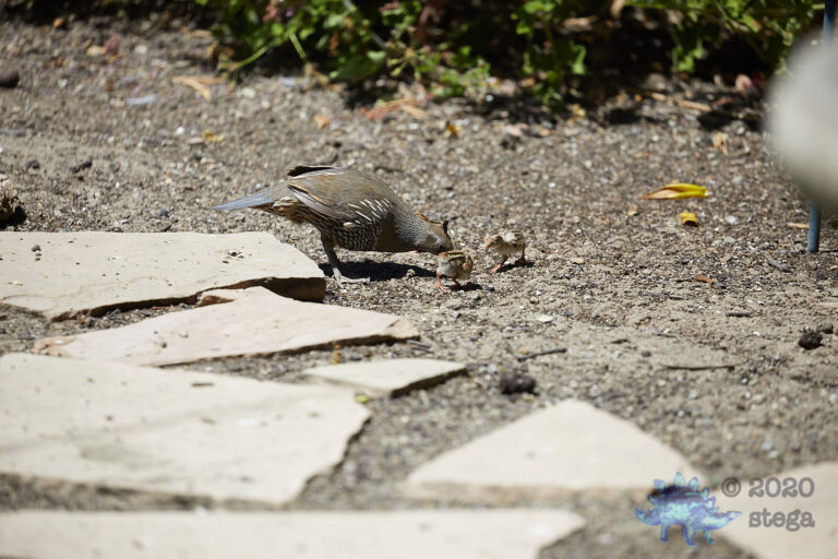 California Quail
