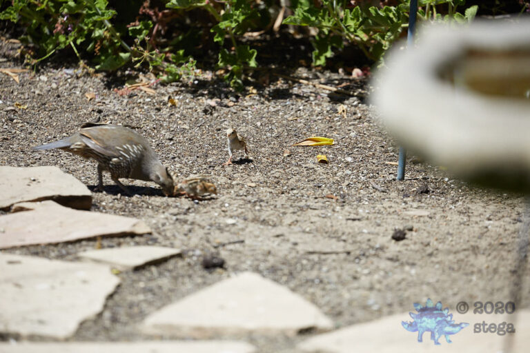 California Quail Chicks
