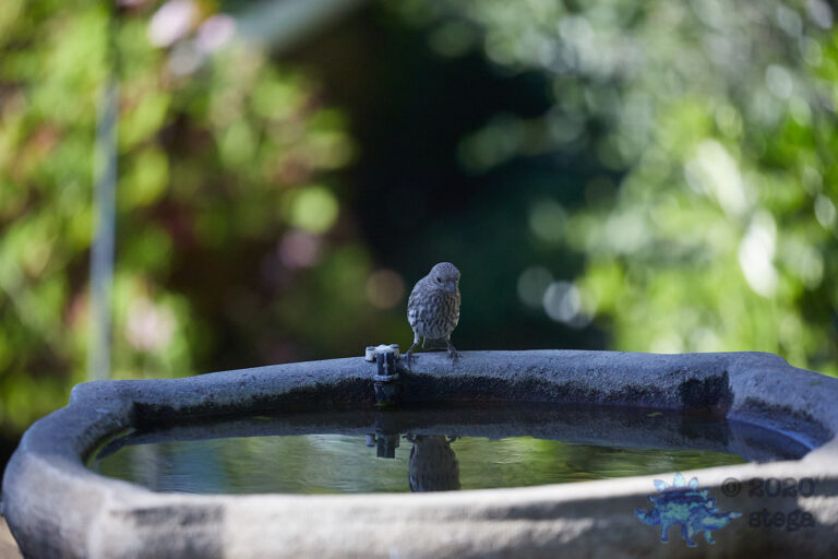 House Finch