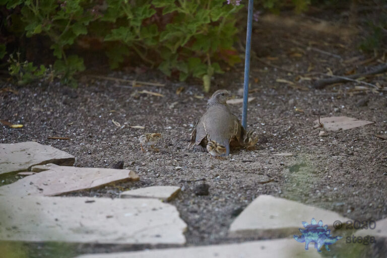 California Quail
