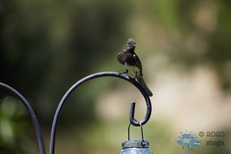 Black Phoebe