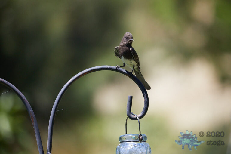 Black Phoebe