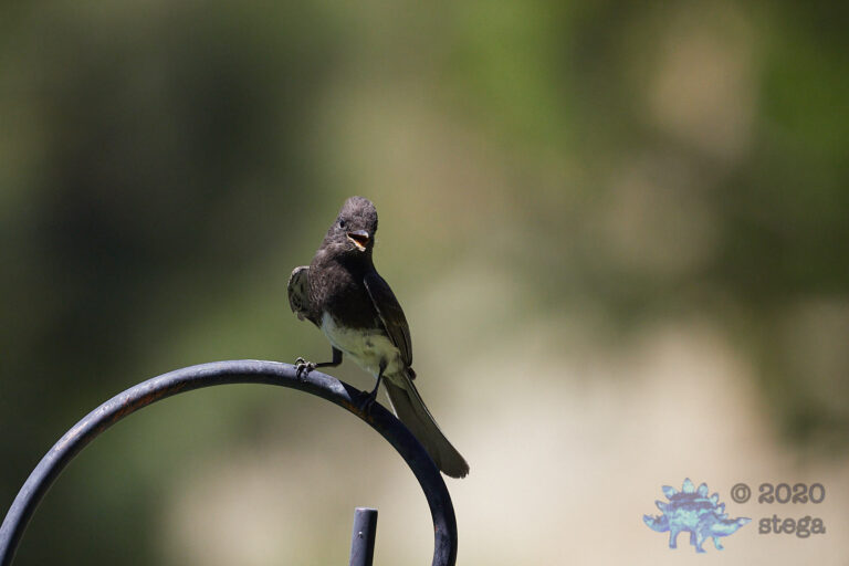 Black Phoebe