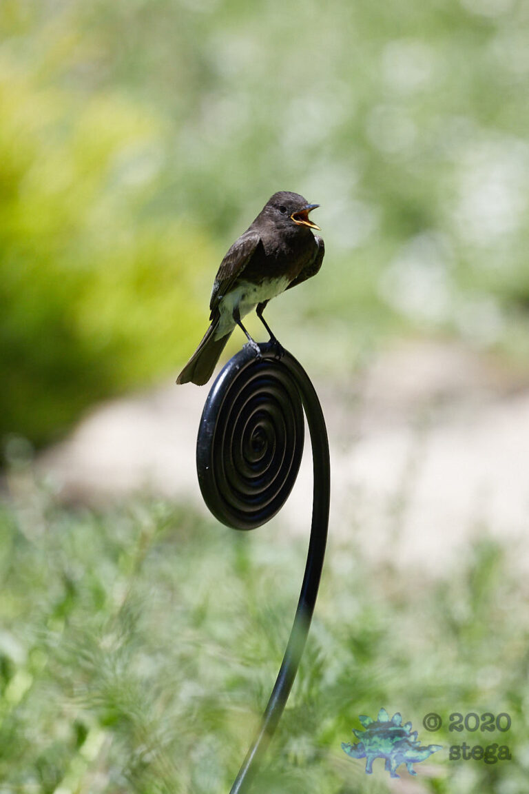 Black Phoebe