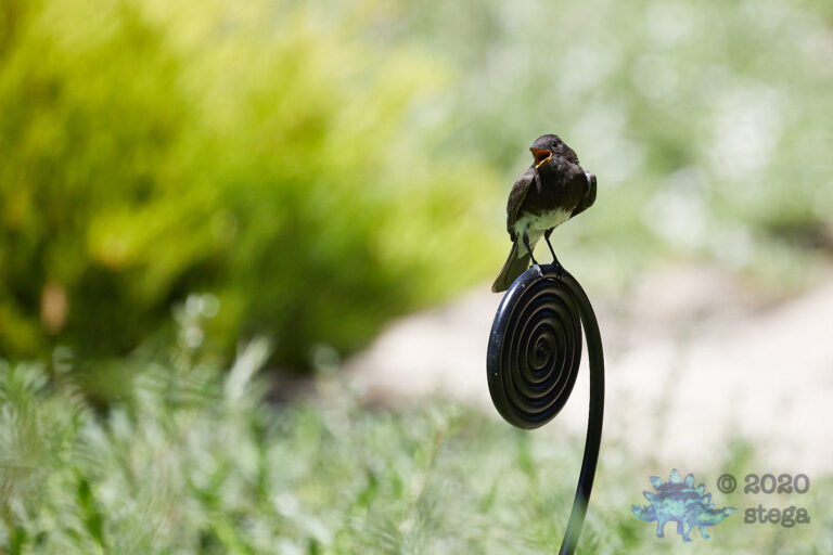 Black Phoebe
