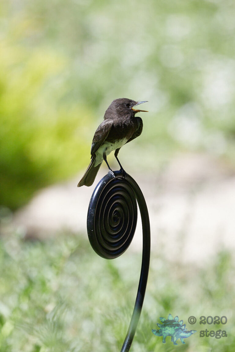 Black Phoebe