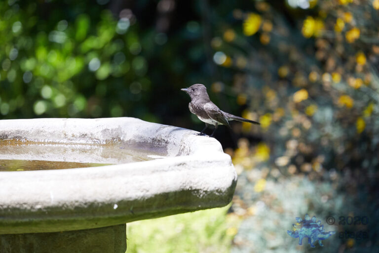 Black Phoebe