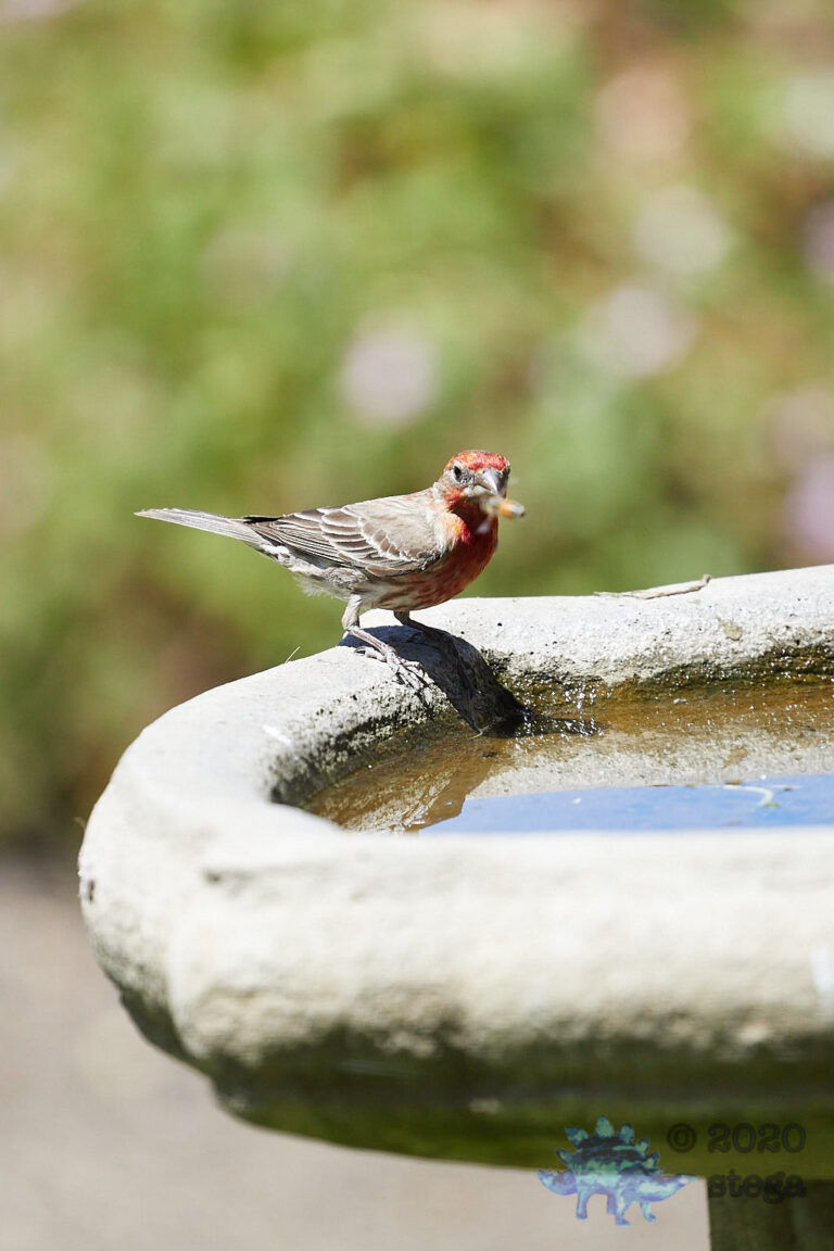 House Finch