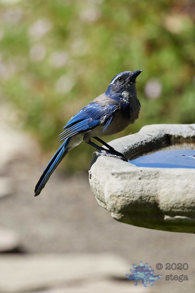 California Scrub Jay
