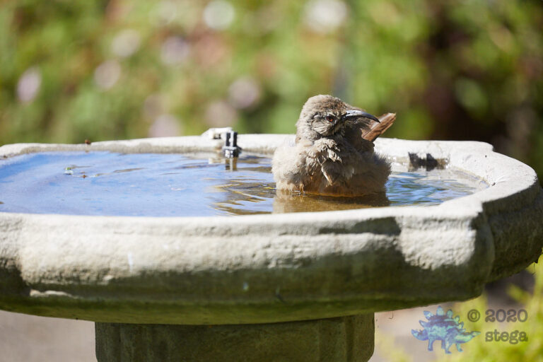 California Thrasher