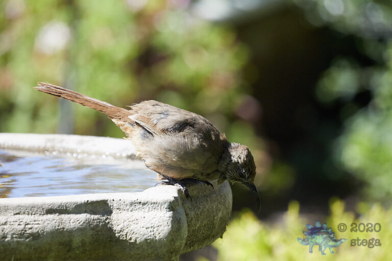 California Thrasher