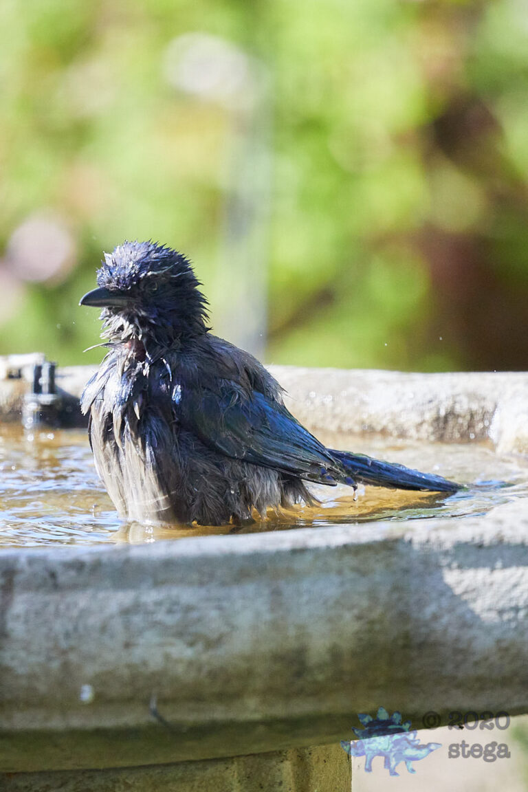 California Scrub Jay
