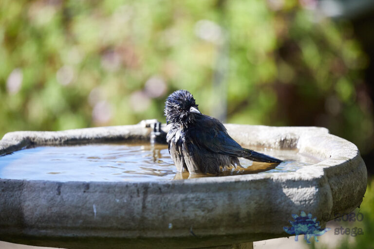 California Scrub Jay