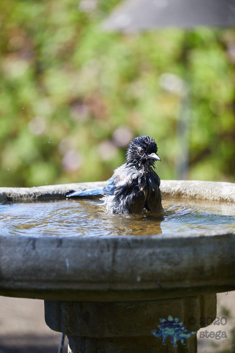 California Scrub Jay