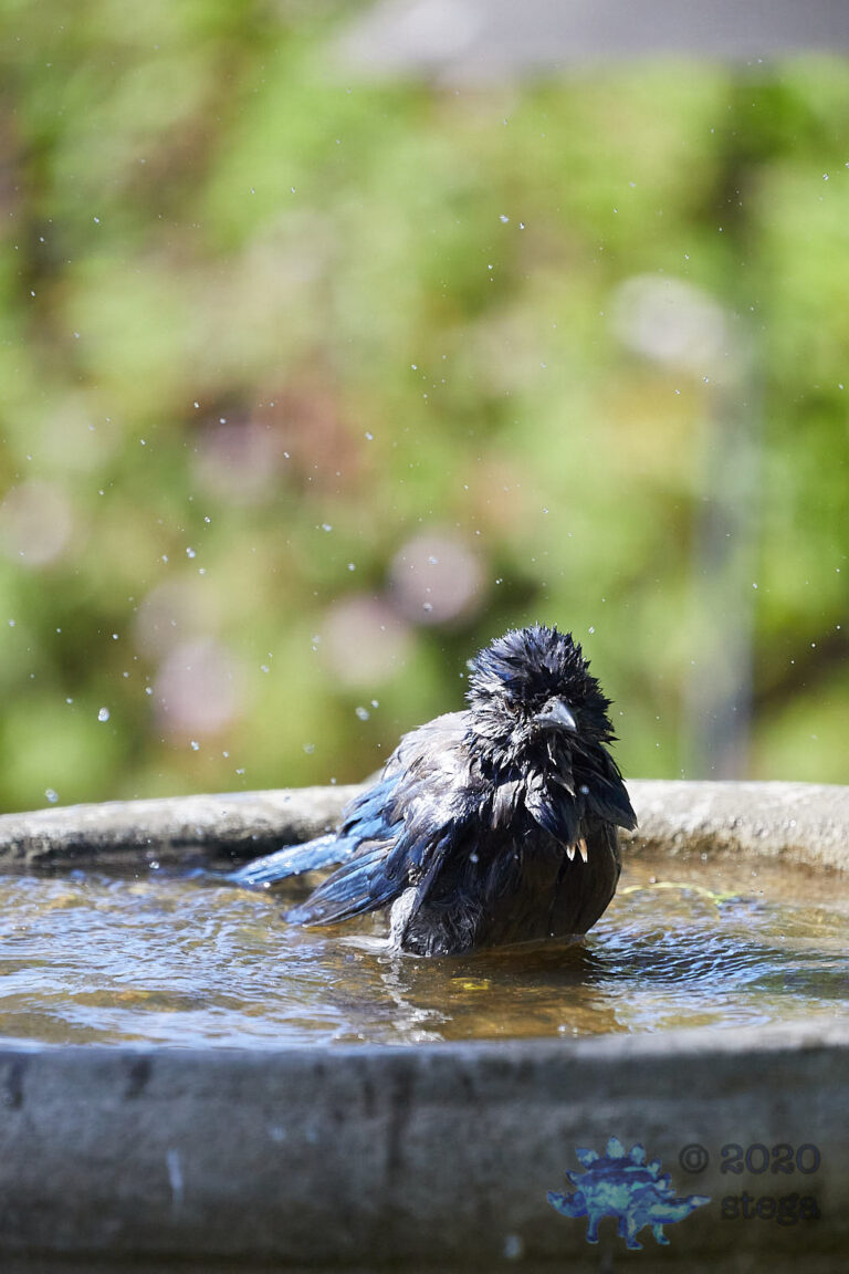 California Scrub Jay
