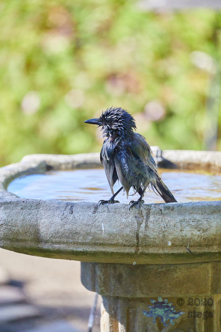 California Scrub Jay
