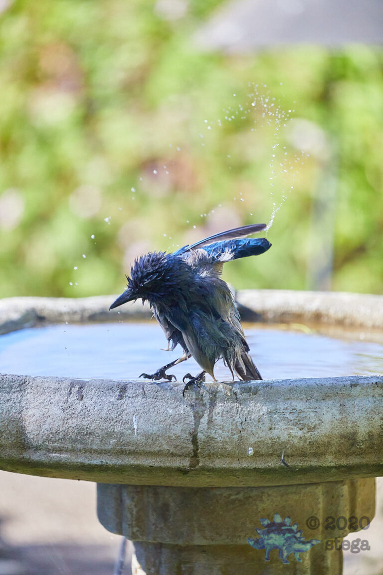 California Scrub Jay