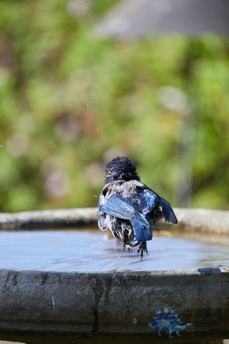 California Scrub Jay