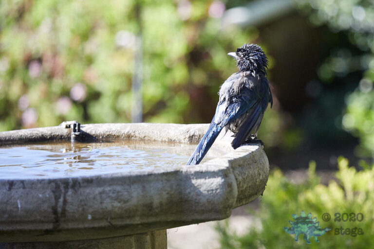 California Scrub Jay