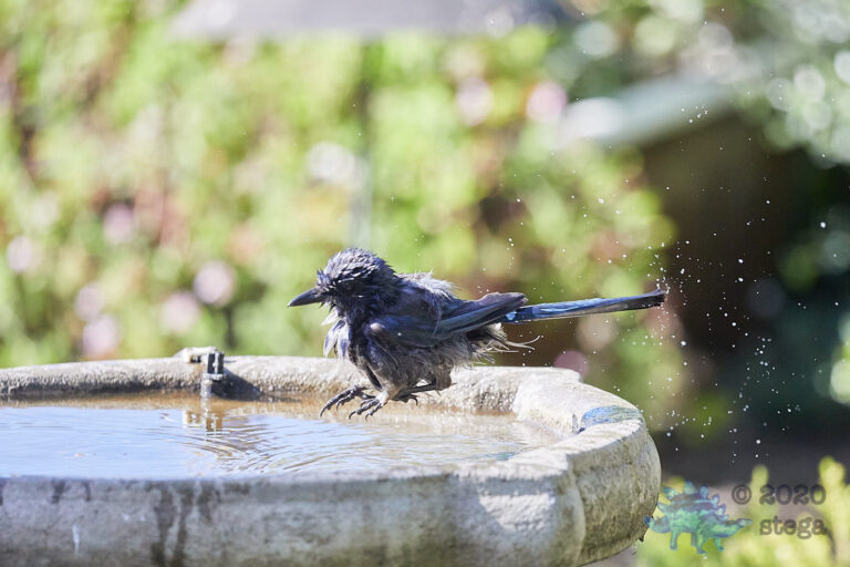 California Scrub Jay