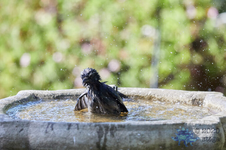 Bathing California Scrub Jay