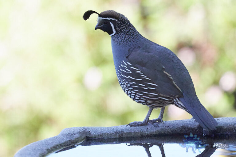 California Quail