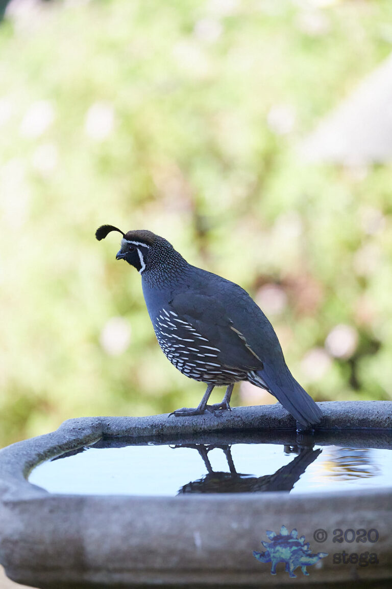 California Quail