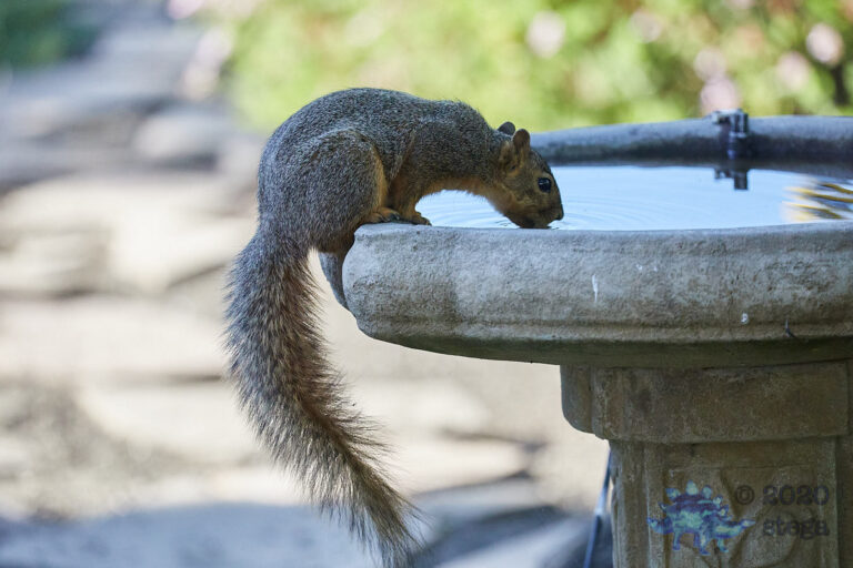 Fox Squirrel