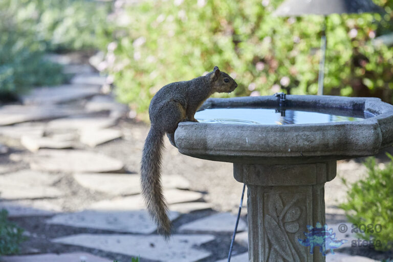 Fox Squirrel