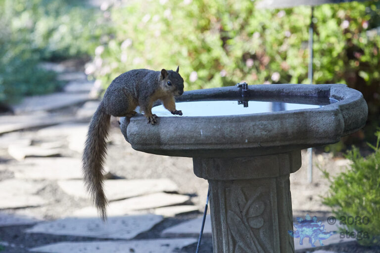 Fox Squirrel
