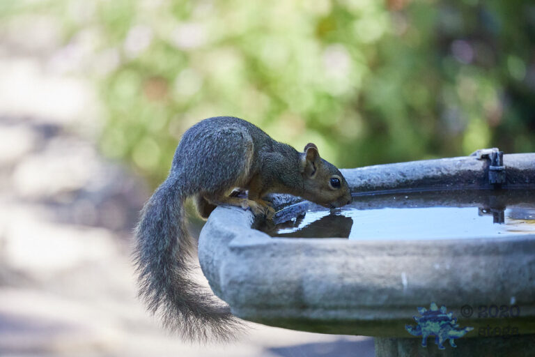 Fox Squirrel