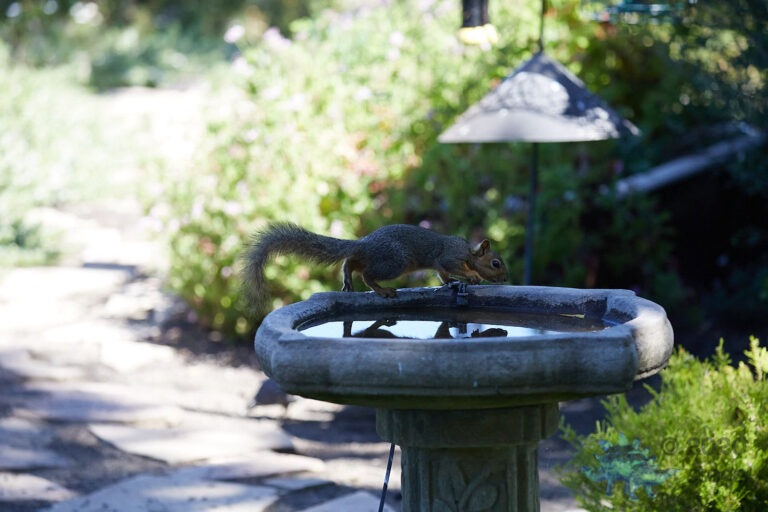 Shadowy Fox Squirrel