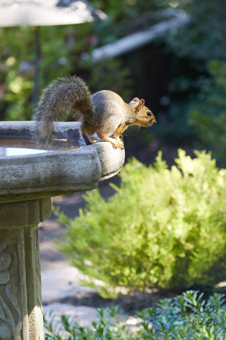 Fox Squirrel