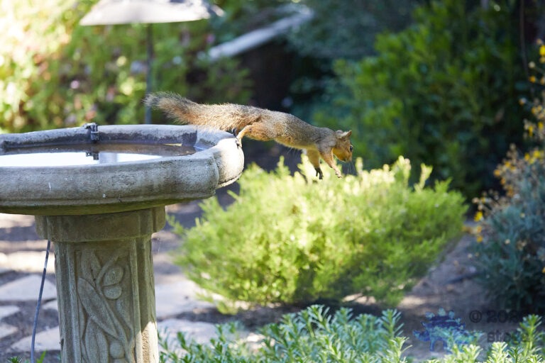Fox Squirrel