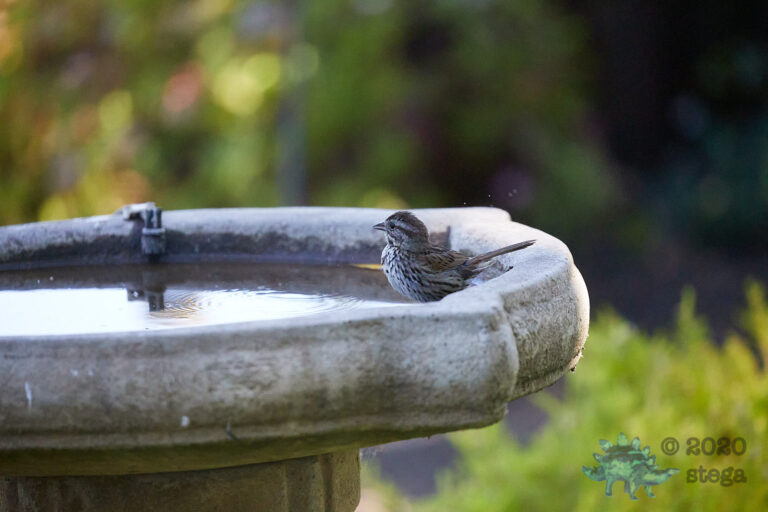 Song Sparrow