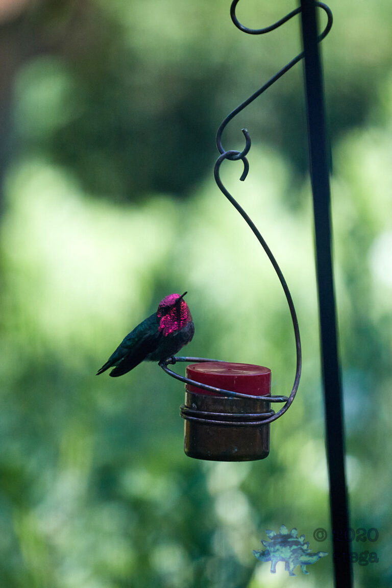 Anna’s Hummingbird
