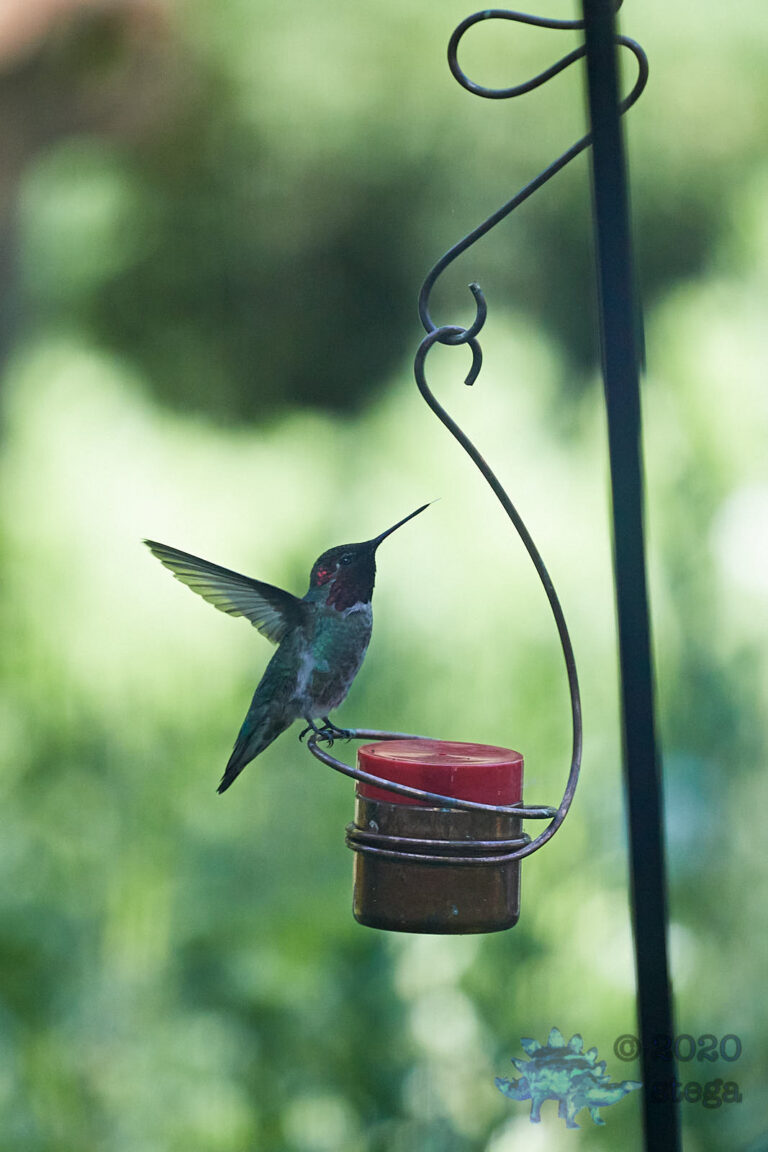 Anna’s Hummingbird