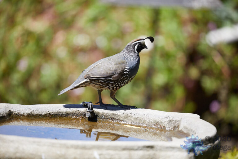 California Quail