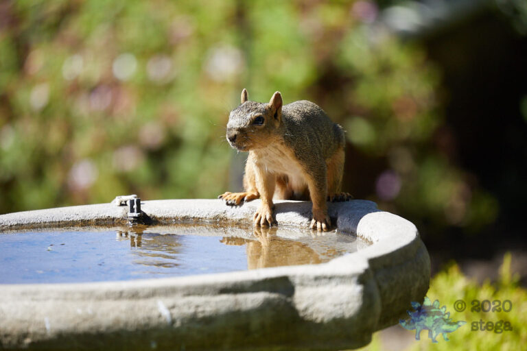 Fox Squirrel