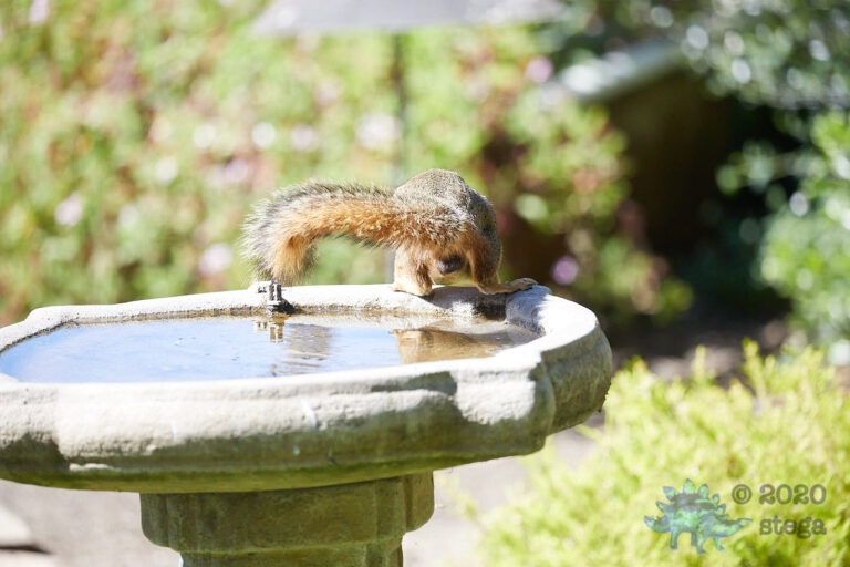 Fox Squirrel