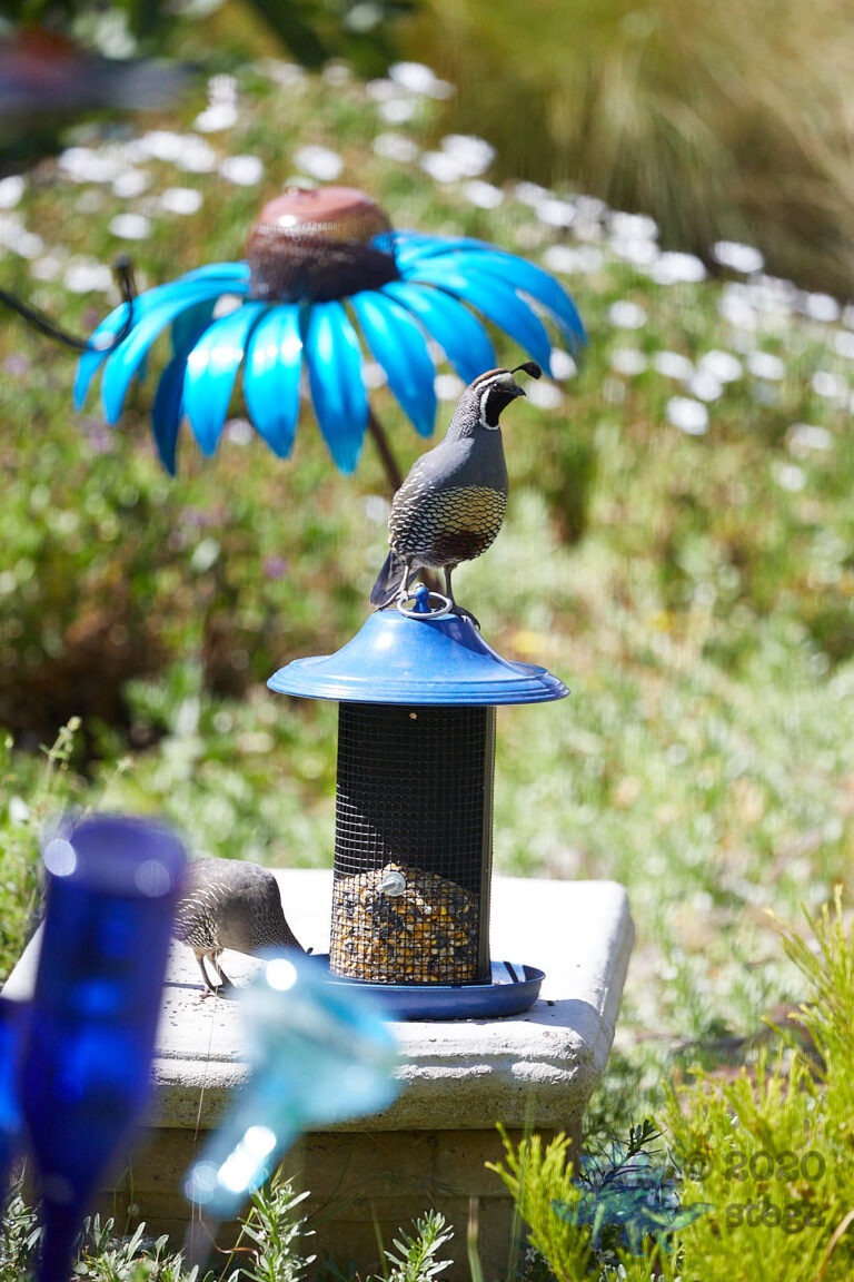 California Quail