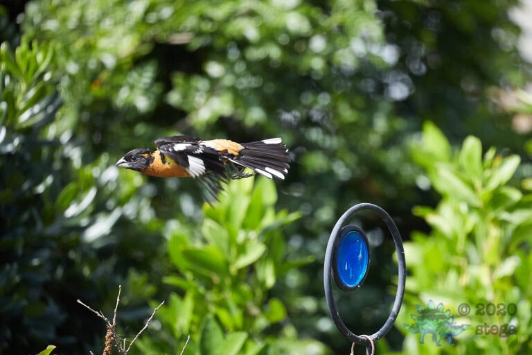 Black-headed Grosbeak