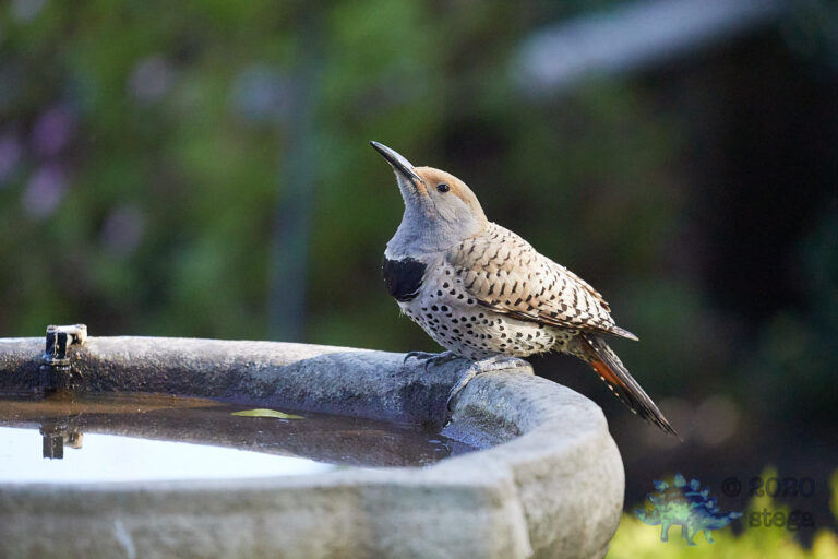 Northern Flicker