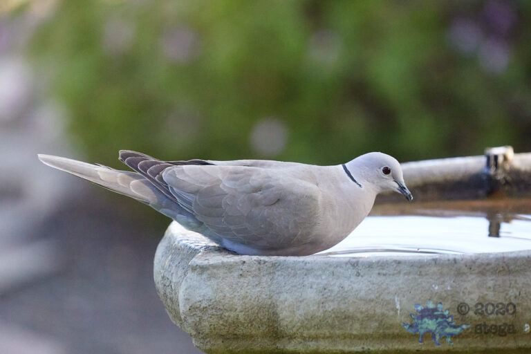 Eurasian Collared Dove